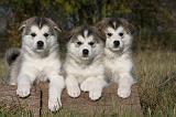 ALASKAN MALAMUTE 524